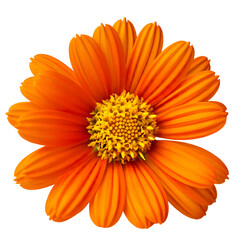 Orange Flower from top view. png isolated background. transparent background