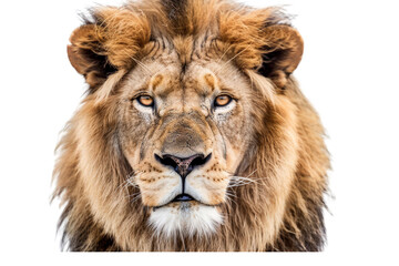 Fototapeta premium Detailed close-up of a lion's face, looking at the camera, isolated against a white background, capturing its fierce and commanding expression