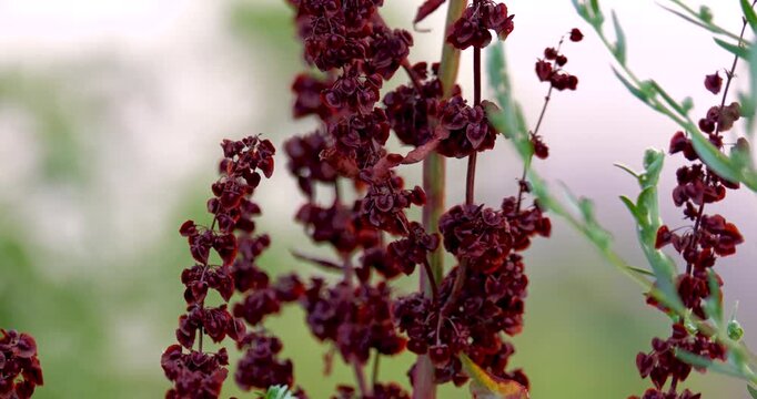 Close up of the fruit of the rumex obtusifolius, commonly known as bitter dock during summer, in golden hour