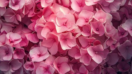 A close-up of pink hydrangeas in full bloom, creating a lush and vibrant floral display