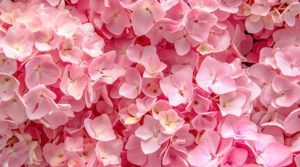 Obraz premium A close-up of pink hydrangeas in full bloom, creating a lush and vibrant floral display