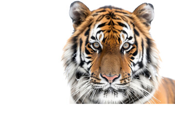 Obraz premium Close-up of an Asian Bengal face, looking at the camera, isolated on a white background, capturing its powerful presence and intricate stripe pattern