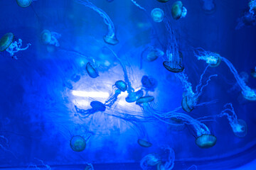 coral reef and fishes,jellyfish in aquarium,jellyfish in the night