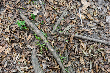 Plant diversity, green areas, yoga meditation