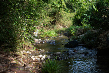 Plant diversity, green areas, yoga meditation