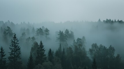 Naklejka premium A foggy forest scene with trees fading into a gray mist, creating a mysterious atmosphere
