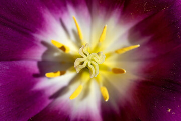 flower macro close up 