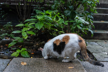 cat in a beautiful garden,alive