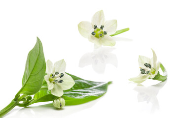 Habanero hot red pepper flower isolated on white background. clipping path
