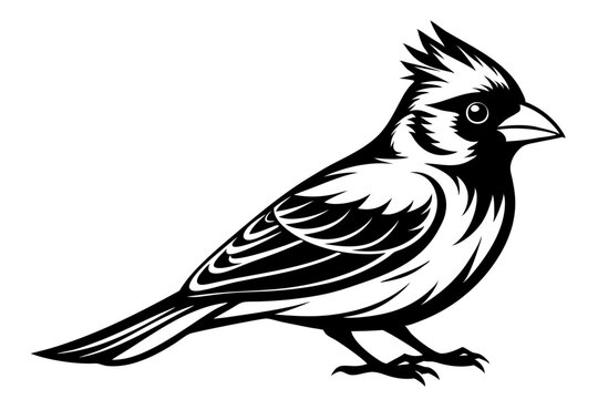 recommend clip art: Cardinal silhouette vector illustration