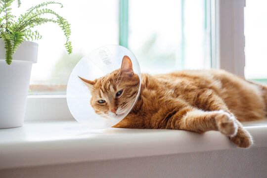 Pet care concept Sleepy orange fat cat wearing Elizabethan collar, E-collar or buster collar for protection the wound after surgical operation with copy space on white background.