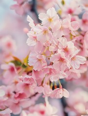 Delicate pink cherry blossoms in full bloom, creating a serene and dreamy atmosphere.