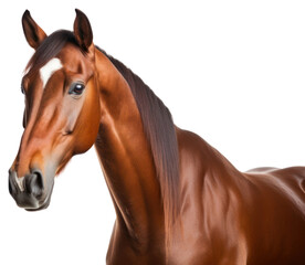 Obraz premium PNG Stallion animal mammal horse.