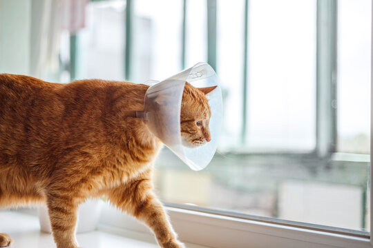 Portrait of red striped cat with Elizabethan collar on the window sill after castration, close up.