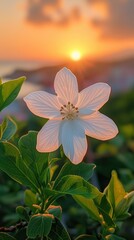 Fototapeta premium A stunning white flower illuminated by the warm glow of a sunset, surrounded by lush green leaves.