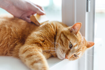 man hands combing fur of a fat ginger cat with brush. man taking care of pet removing hair at home. Cat grooming, combing wool. Express molt. Beautiful cat in a beauty salon. Grooming animal cat.