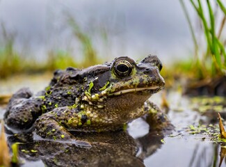Obraz premium Wild Toad Macro Photography - In Swamp