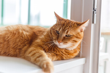 Cute ginger tabby cat laying on window sill closeup.