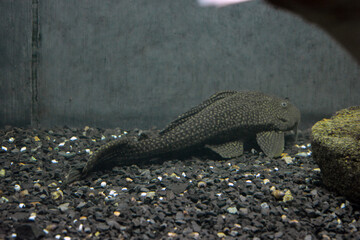 Colorful animals that live in aquarium for freshwater animals and fish. A large green freshwater crocodile that lives swims in indoor glass aquarium with a pool.