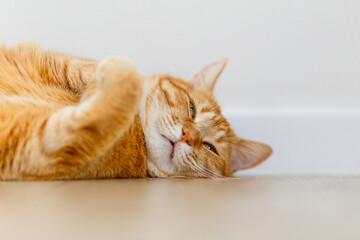 A very cute ginger tabby fat cat lies on the floor and wants to sleep. Closeup portrait. Sunlight and home comfort. The concept of domestic animals.