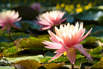 Seerosen im Teich © Peter Allgaier