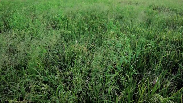 Green background of Panicum maximum among Oryza sativa plants blown by the wind. Nature background of rice fields. Soft focus.