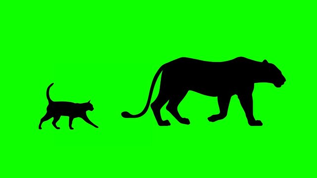 Silhouettes of lion and cat walking together, animation on the green background (seamless loop)