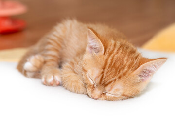 Cute little kitten sleeping soundly alone.