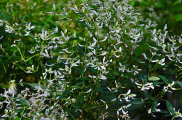Obraz premium Flower of Euphorbia hybrid 'Diamond Frost'