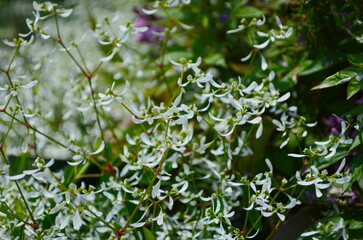 Flower of Euphorbia hybrid 'Diamond Frost'
