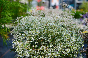 Flower of Euphorbia hybrid 'Diamond Frost'