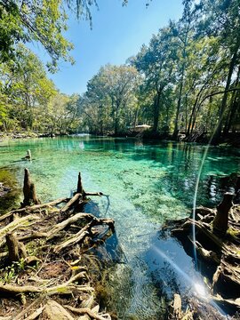 Forest and tree roots ring the shallow clear aqua spring waters in the woods, Devil's Run, Ginnie Springs, Florida