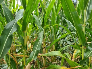 Mais - im Maisfeld - Zea mays - Poaceae 6