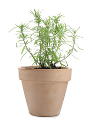 Fototapeta premium Aromatic rosemary plant in pot isolated on white
