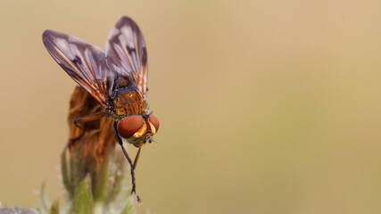Mouche rouge
