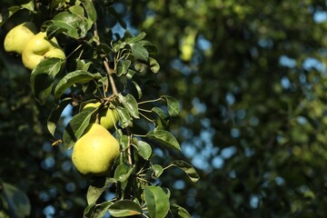Pear tree branch with fruits in garden, closeup