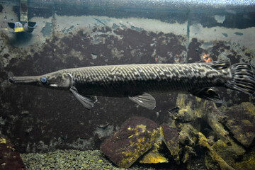 Colorful animals that live in aquarium for freshwater animals and fish. A large green freshwater crocodile that lives swims in indoor glass aquarium with a pool.