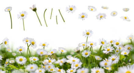 Meadow grass, garden lawn with wild daisy flowers in spring and summer isolated against a transparent background with additional daisies in focus and blurred to add to finished image.