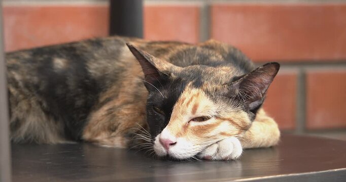 Cute chimera cat with two-toned face sleeping then open the eyes. Curious and playful feline looking at camera. Calm domestic pet life care concept.