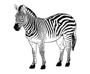 Fototapeta premium zebra coloring page for adults