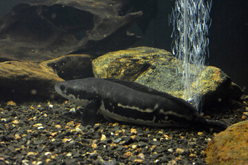 Colorful animals that live in aquarium for freshwater animals and fish. A large green freshwater...