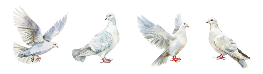 Obraz premium Watercolor set of white doves png.A symbol of weddings, religious events, etc. Watercolor hand drawn white bird png. 