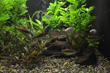 Colorful animals that live in aquarium for freshwater animals and fish. A large green freshwater...