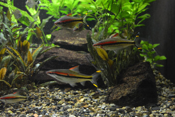 Colorful animals that live in aquarium for freshwater animals and fish. A large green freshwater crocodile that lives swims in indoor glass aquarium with a pool.