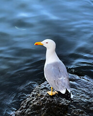seagull on the beach