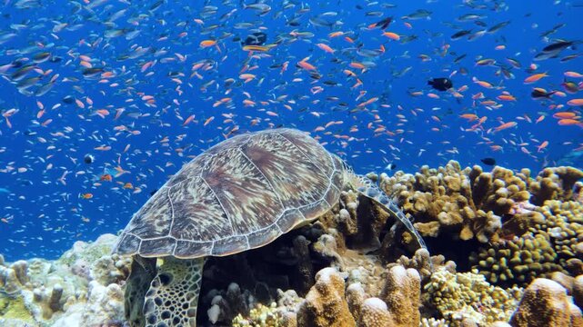 Green turtle surrounded by schools of fish, sleeping on a tropical Indian Ocean coral reef 