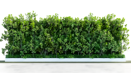 Green bush isolated on transparent background