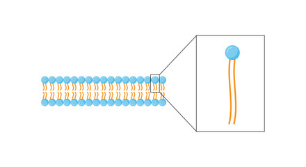 Lipid bilayer. Phospholipid Molecule Structure. Hydrophilic Head which is a polar head and Hydrophobic Tails which are hydrophobic fatty acid tails. Cell membrane component. Vector Illustration.