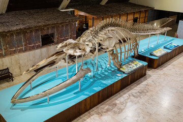 Whale skeleton in Sabah State Museum in Kota Kinabalu Malaysia