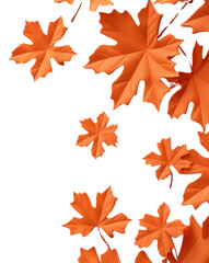 PNG Maple plant leaf tree.